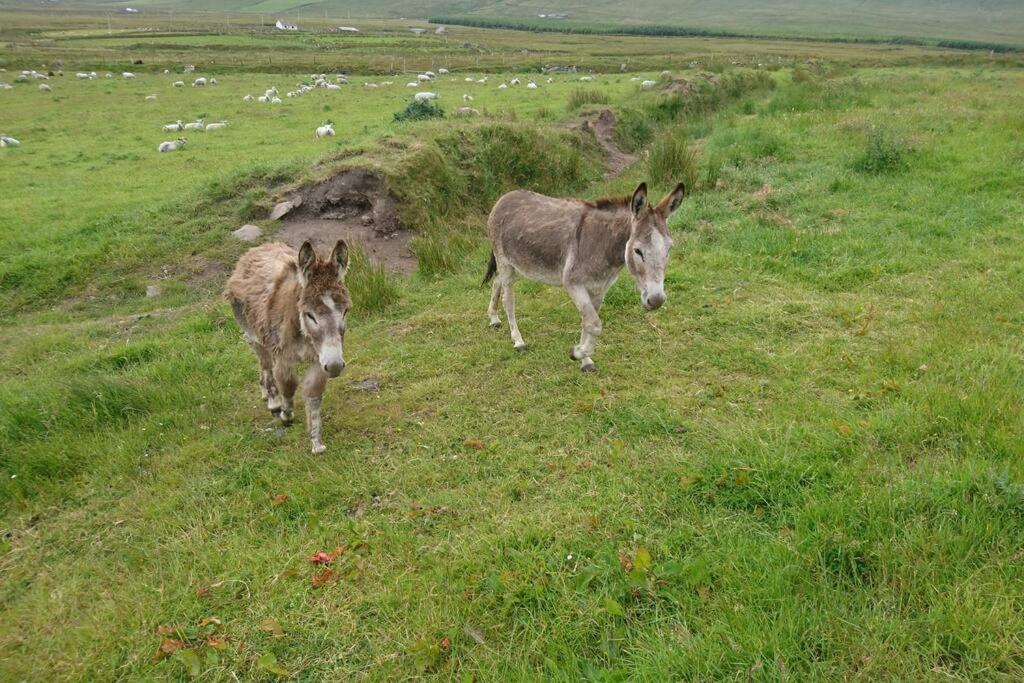 דירות פורטמגי Skellig View Bluebell Rose & The Kerry Cliffs מראה חיצוני תמונה